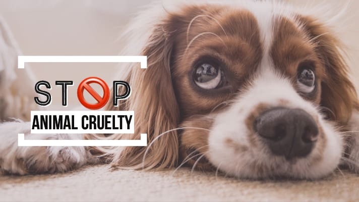 Stop Animal Cruelty – Union City Police Department